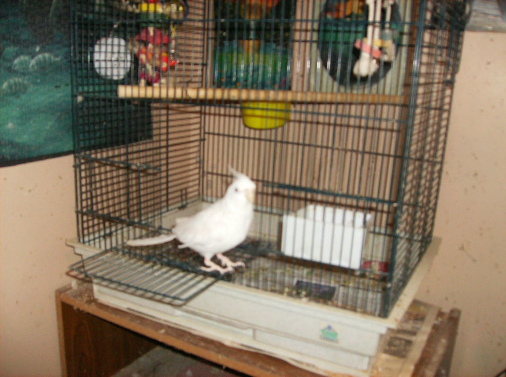 Pet of the Week 08.30.19 Al the Cockatiel